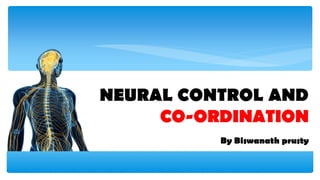 NEURAL CONTROL AND
CO-ORDINATION
By Biswanath prusty
 