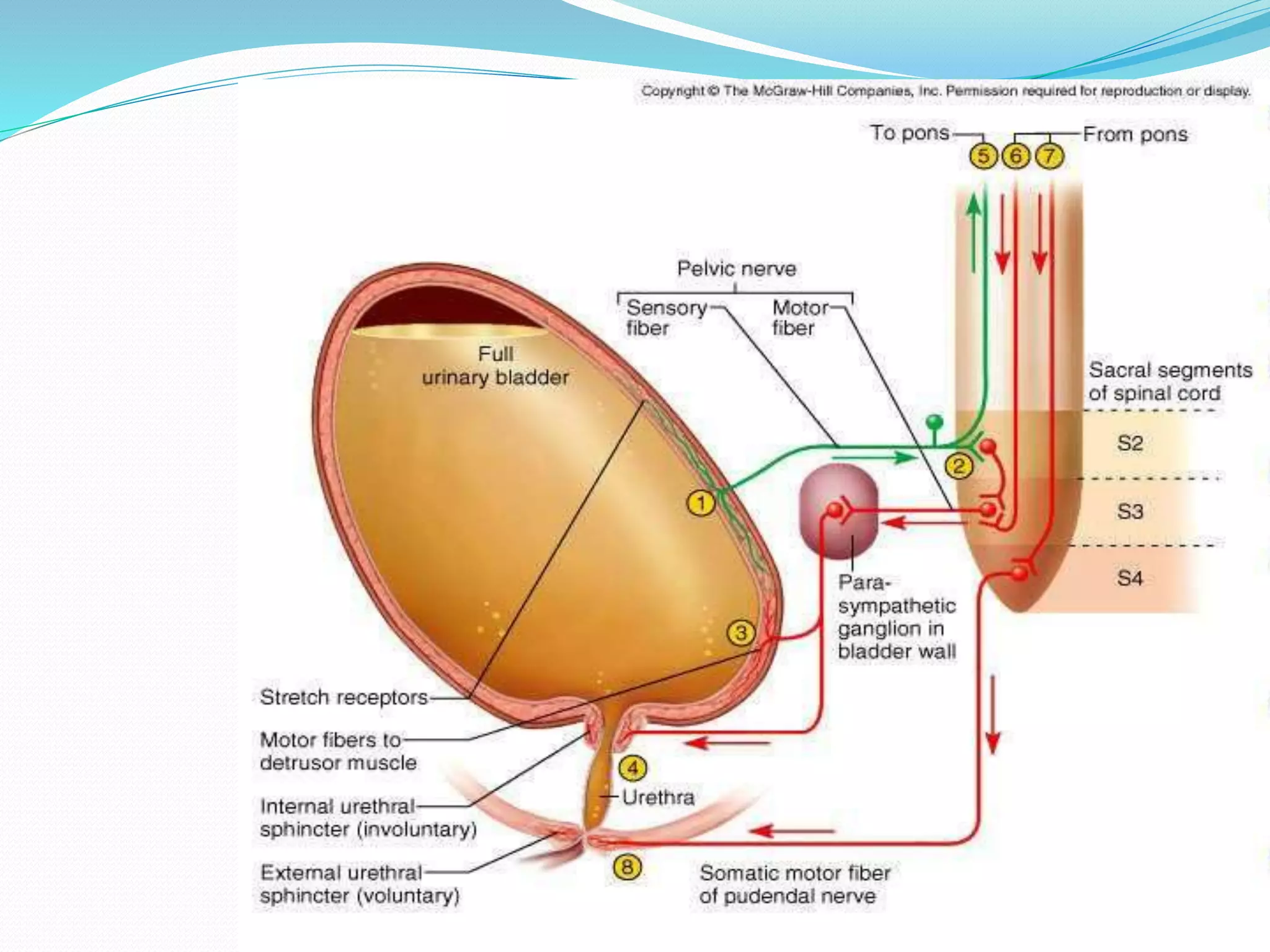 Neural control of bladder | PPTX