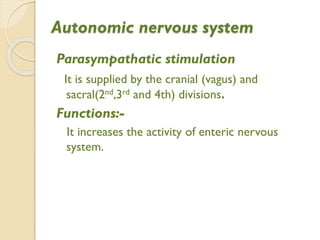 Autonomic nervous system
Parasympathatic stimulation
It is supplied by the cranial (vagus) and
sacral(2nd,3rd and 4th) divisions.
Functions:-
It increases the activity of enteric nervous
system.