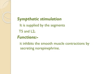 Sympthatic stimulation
It is supplied by the segments
T5 and L2.
Functions:-
it inhibits the smooth muscle contractions by
secreting norepinephrine.