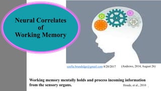 Neural Correlates
of
Working Memory
(Andrews, 2014, August 26)
Working memory mentally holds and process incoming information
from the sensory organs. Houde, et al., 2010
ozella.brundidge@gmail.com 8/20/2017
1
 