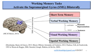 Neural correlates of working memory | PPTX
