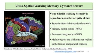 Neural correlates of working memory | PPTX