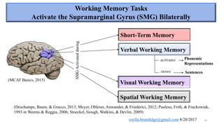 Neural correlates of working memory