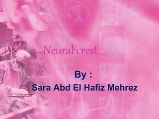 Neural crest
By :
Sara Abd El Hafiz Mehrez
 