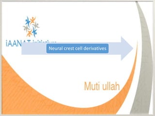 Neural crest cell derivatives
 