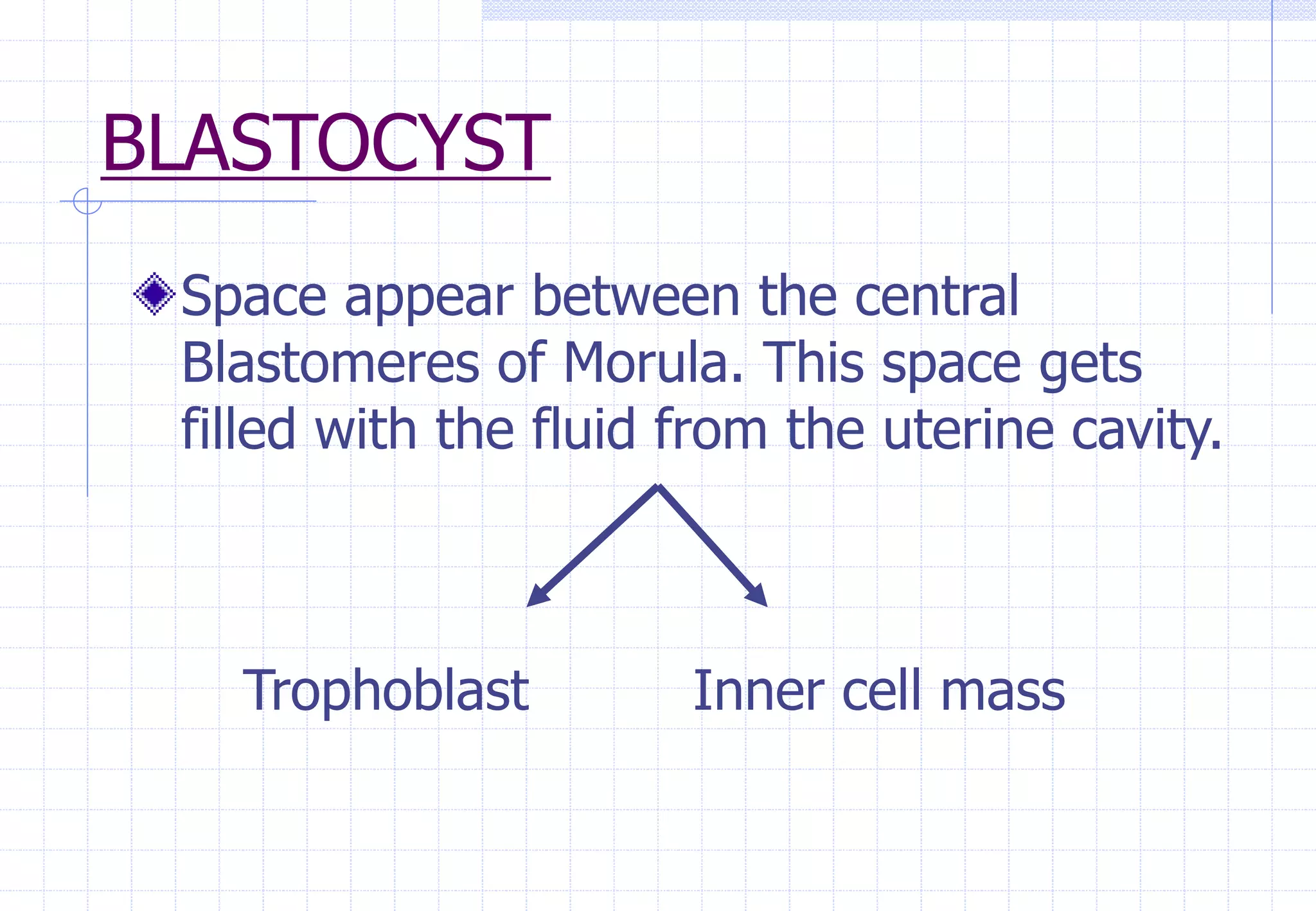 BLASTOCYST
Space appear between the central
Blastomeres of Morula. This space gets
filled with the fluid from the uterine cavity.
Trophoblast Inner cell mass
 