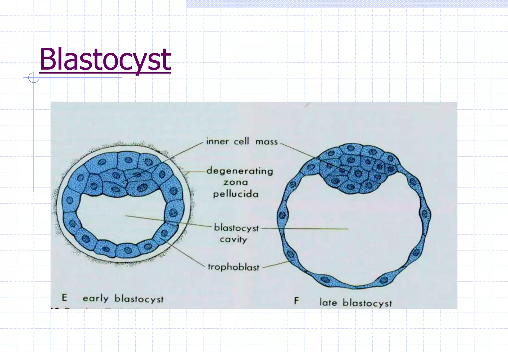 Blastocyst
 