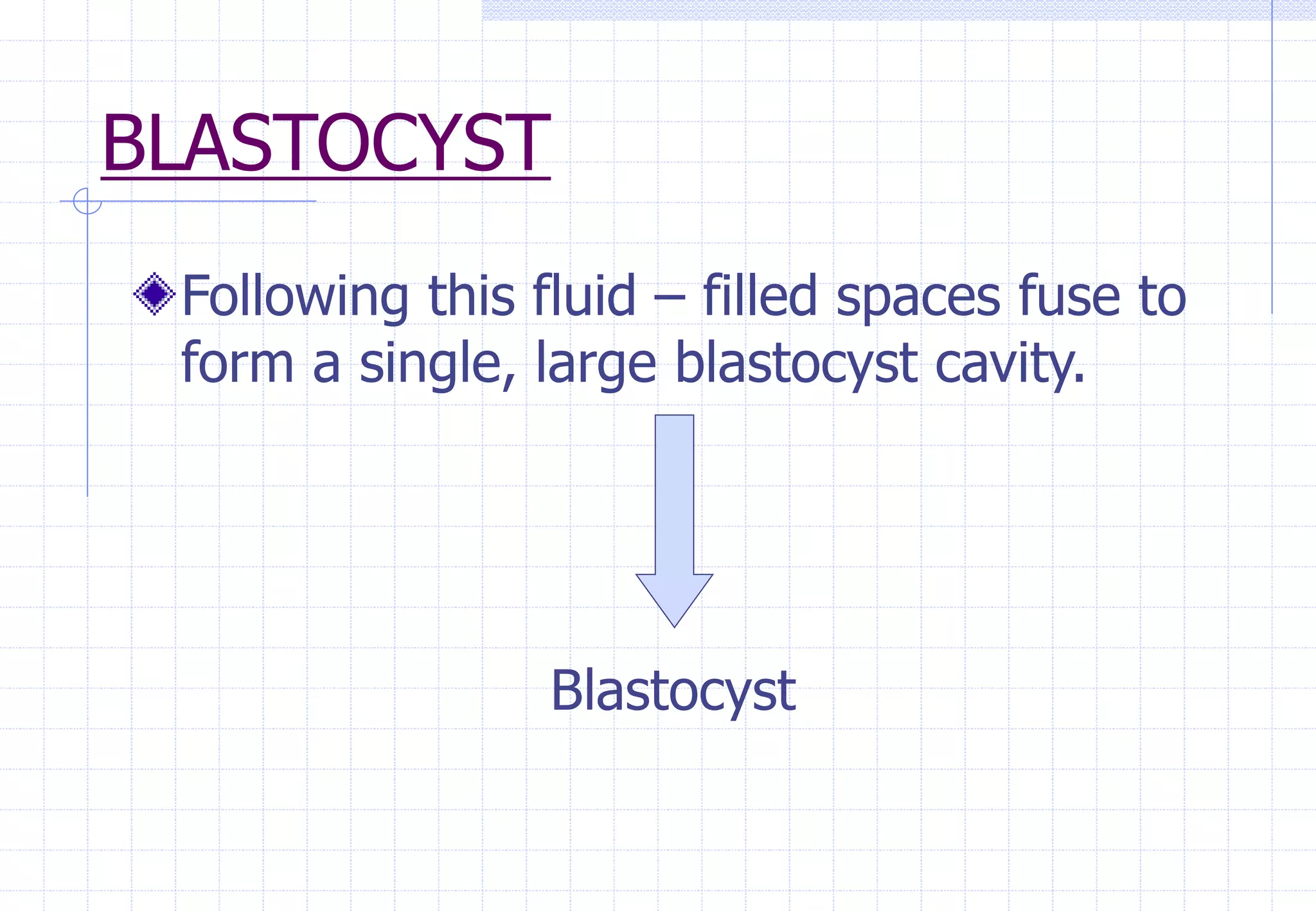 BLASTOCYST
Following this fluid – filled spaces fuse to
form a single, large blastocyst cavity.
Blastocyst
 