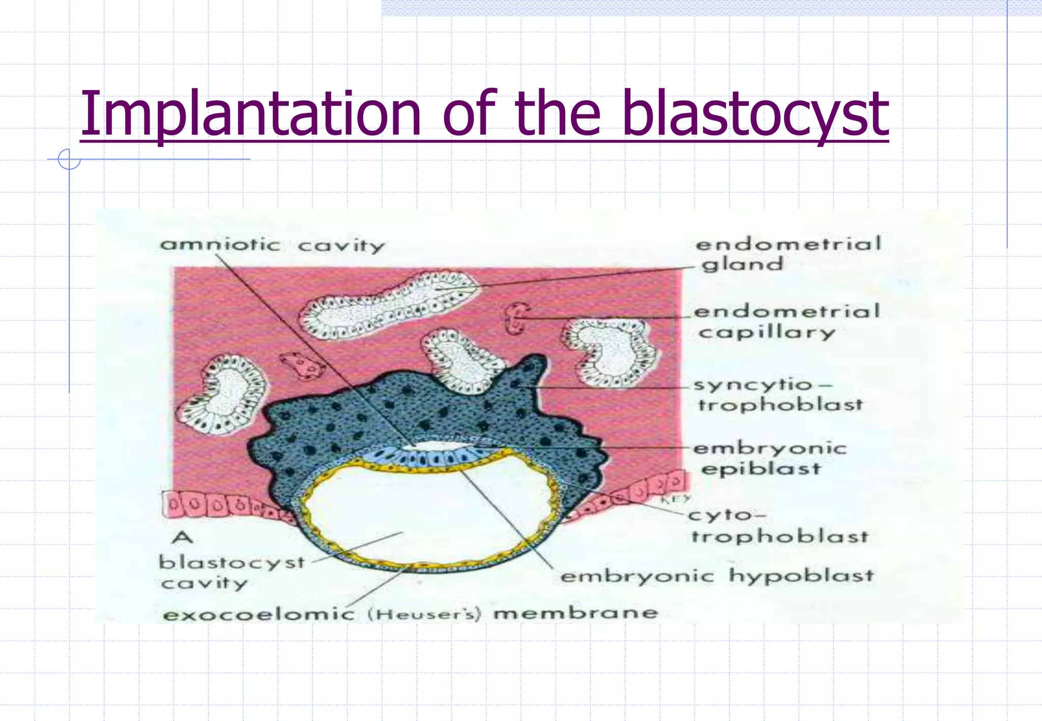 Implantation of the blastocyst
 