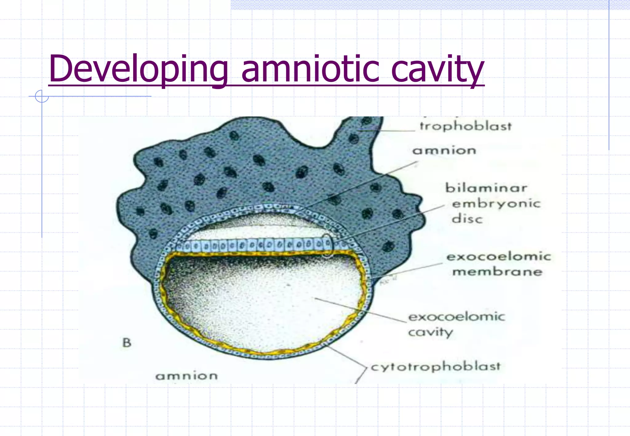Developing amniotic cavity
 