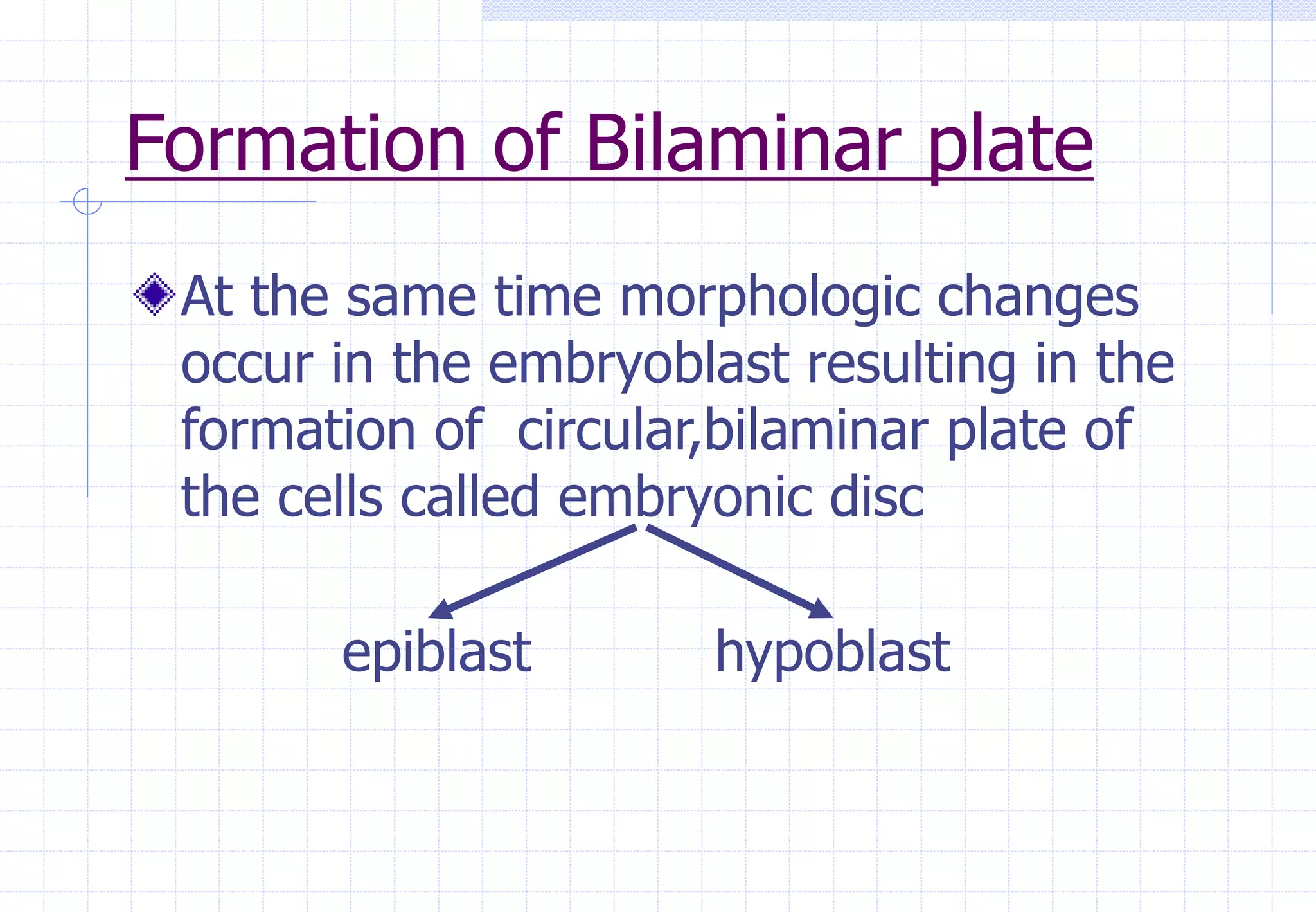 Formation of Bilaminar plate
At the same time morphologic changes
occur in the embryoblast resulting in the
formation of circular,bilaminar plate of
the cells called embryonic disc
epiblast hypoblast
 