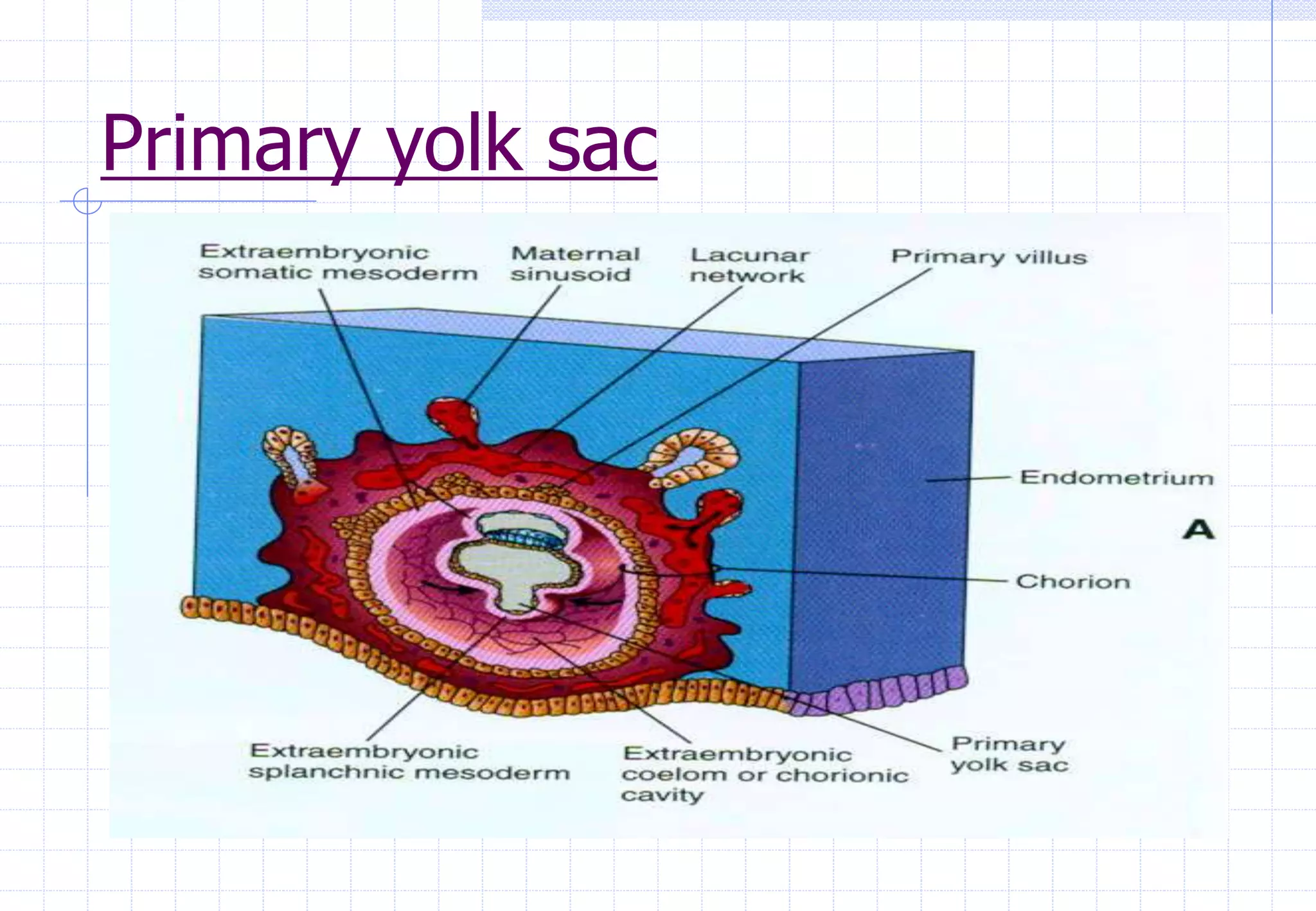 Primary yolk sac
 