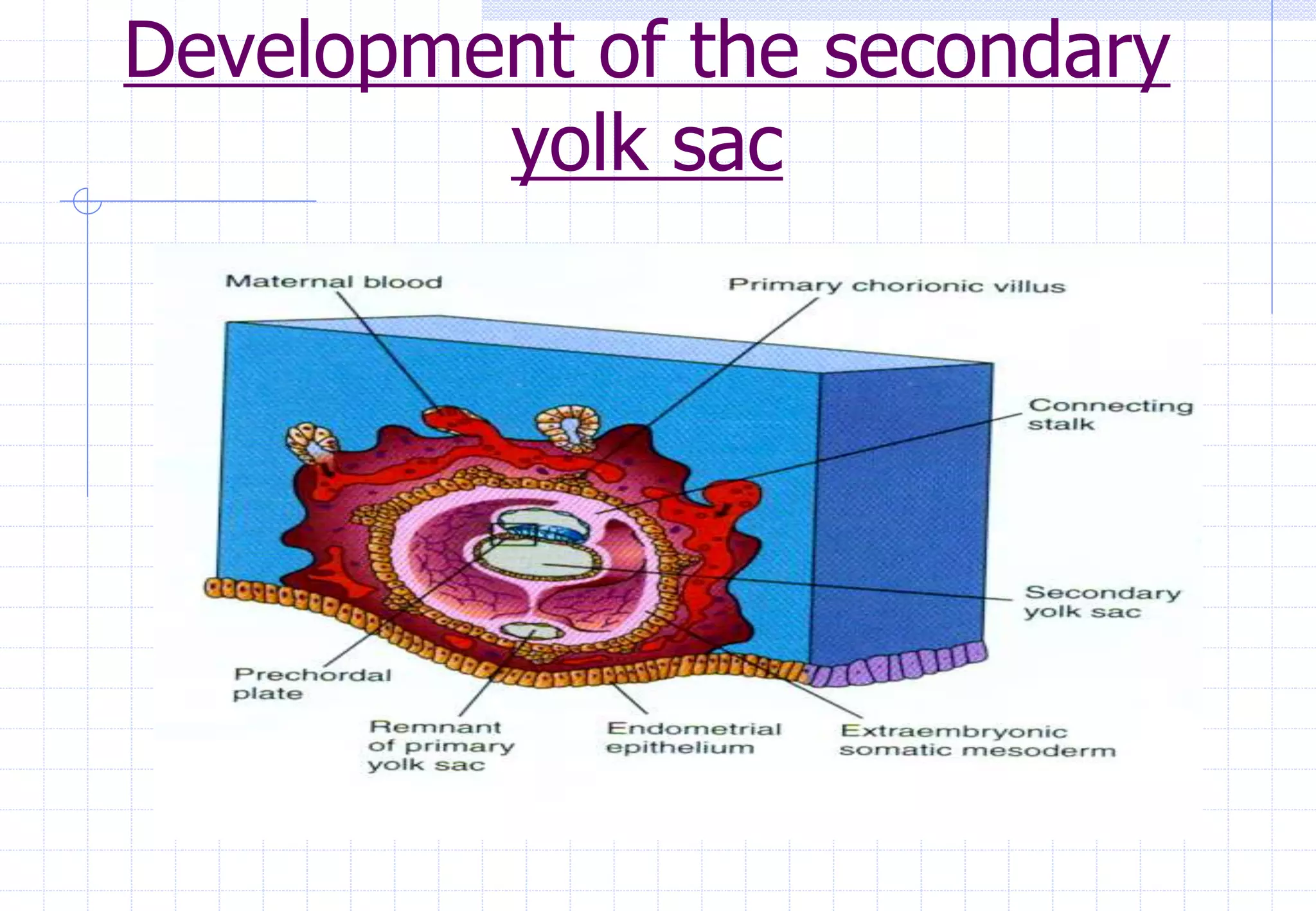 Development of the secondary
yolk sac
 
