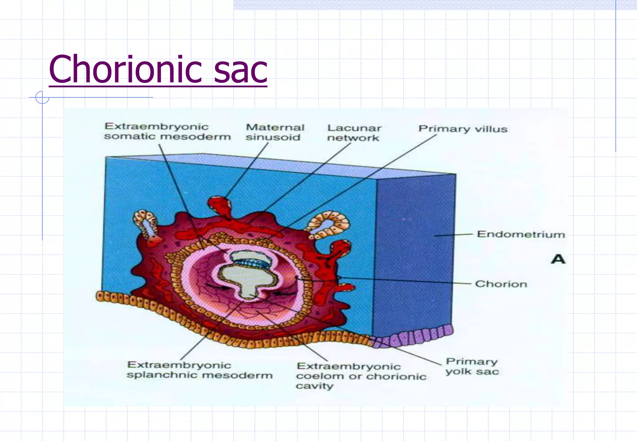 Chorionic sac
 