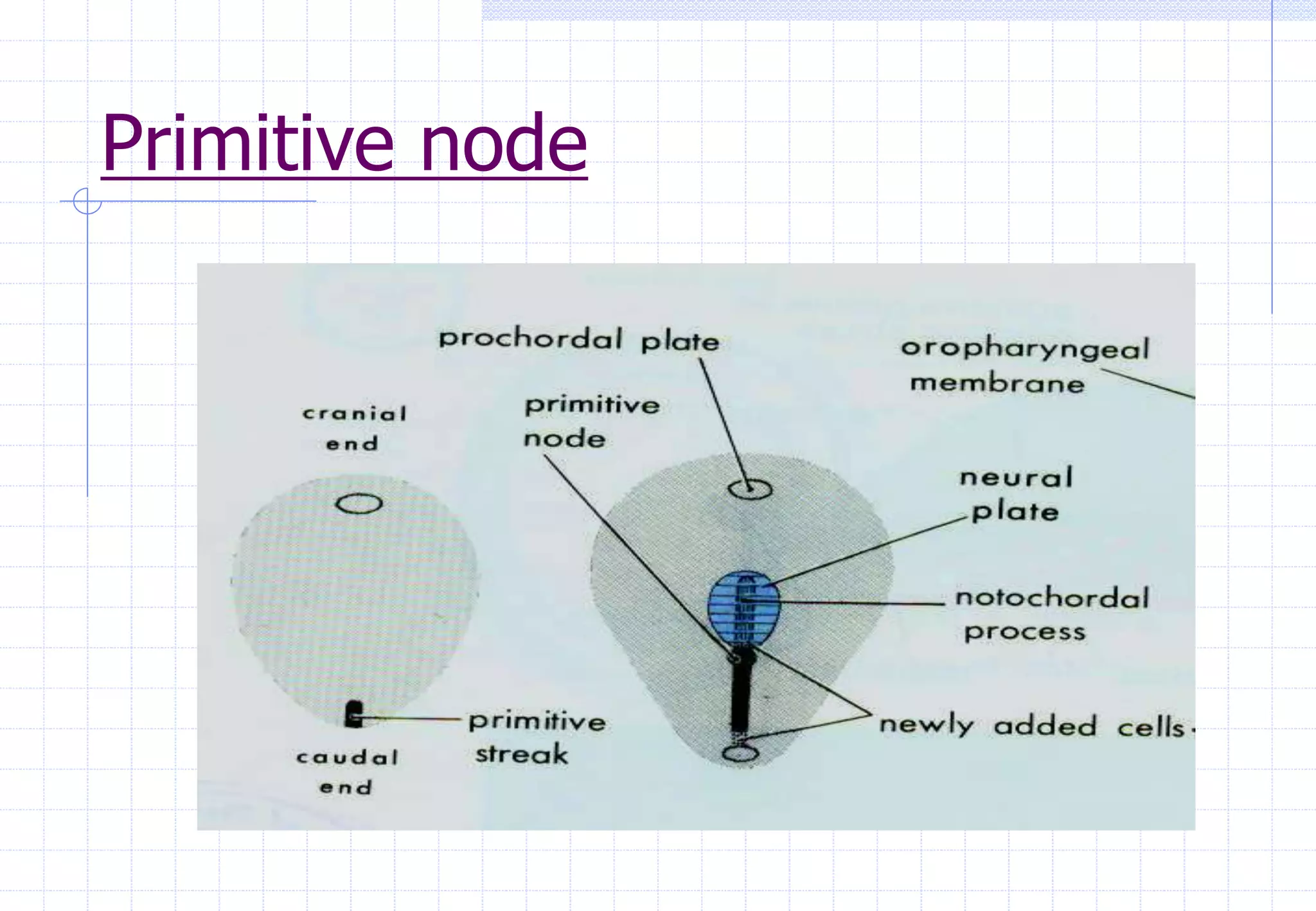 Primitive node
 