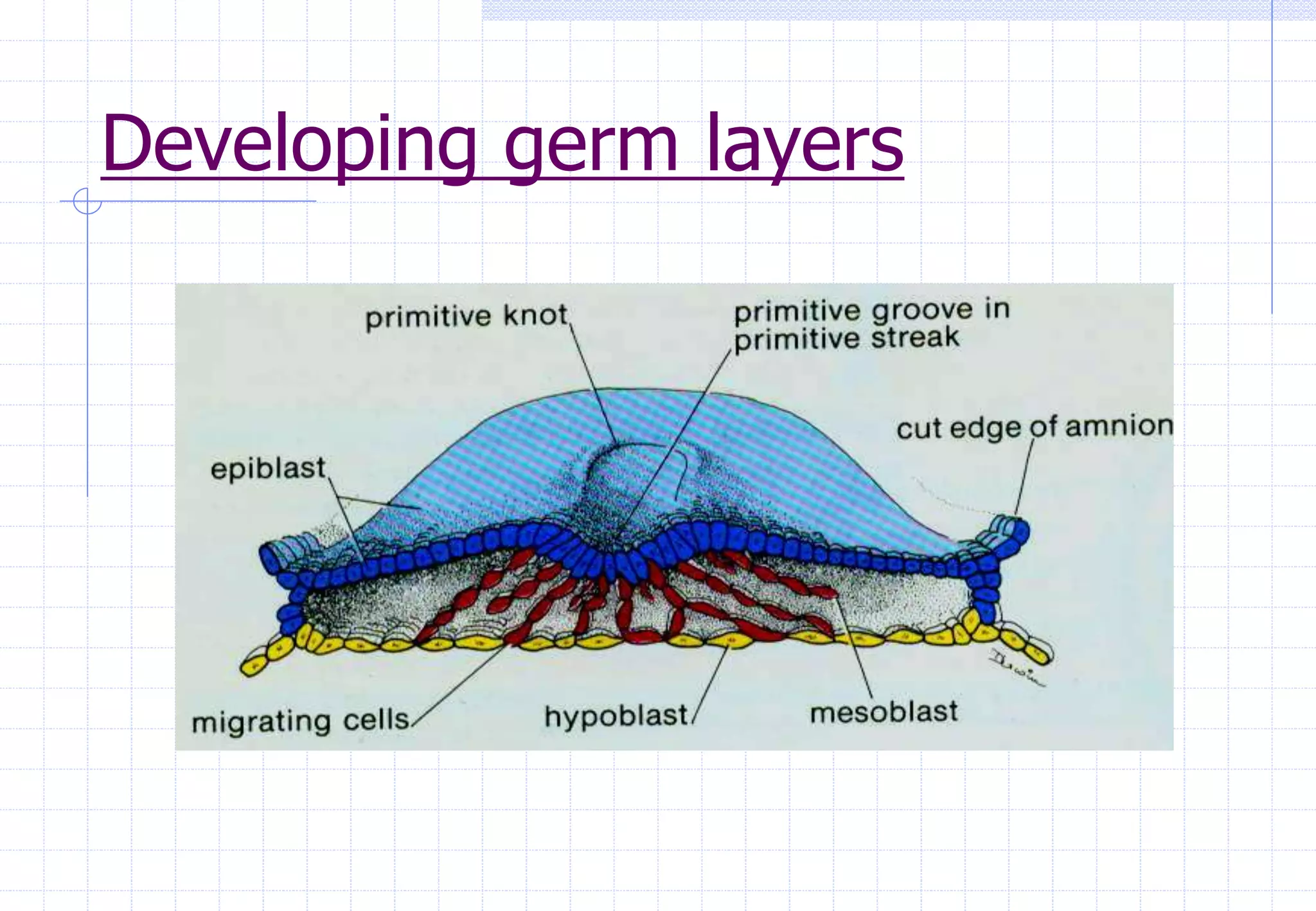 Developing germ layers
 