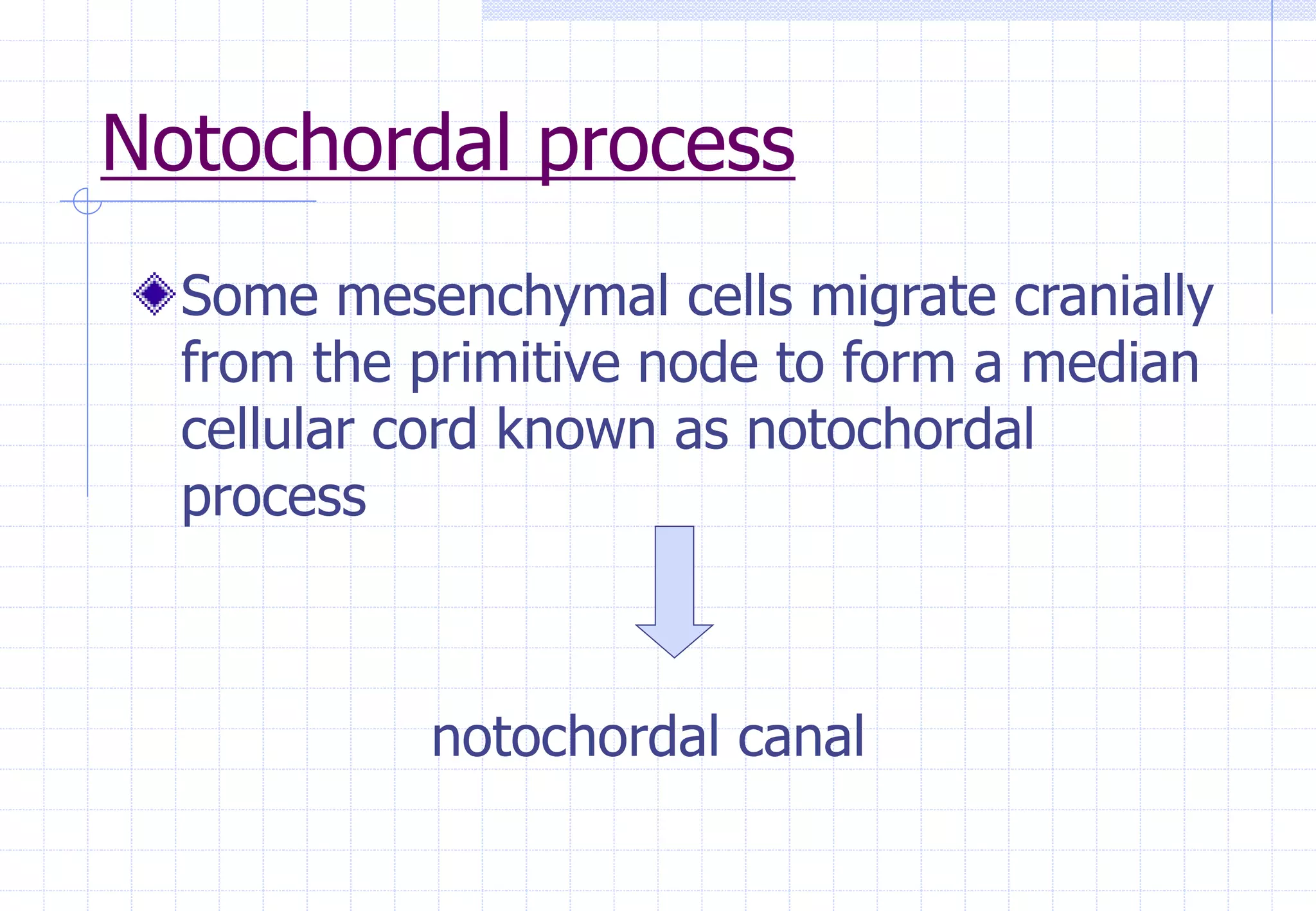 Notochordal process
Some mesenchymal cells migrate cranially
from the primitive node to form a median
cellular cord known as notochordal
process
notochordal canal
 