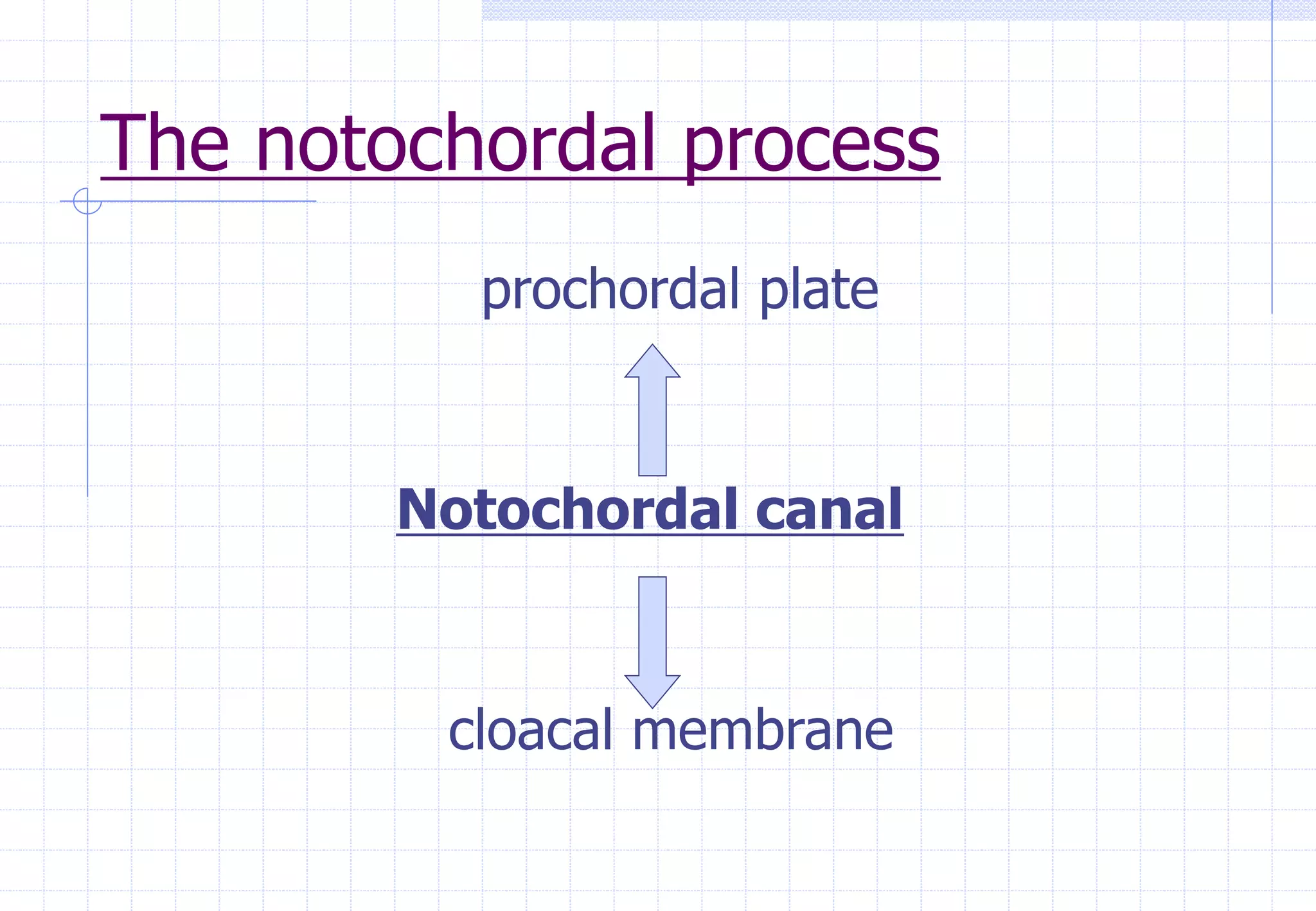 The notochordal process
prochordal plate
Notochordal canal
cloacal membrane
 