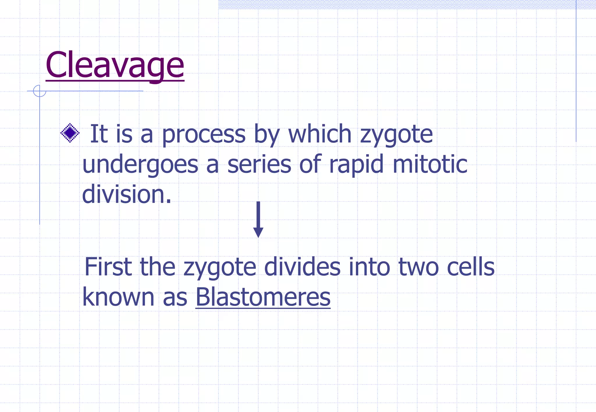 Cleavage
It is a process by which zygote
undergoes a series of rapid mitotic
division.
First the zygote divides into two cells
known as Blastomeres
 