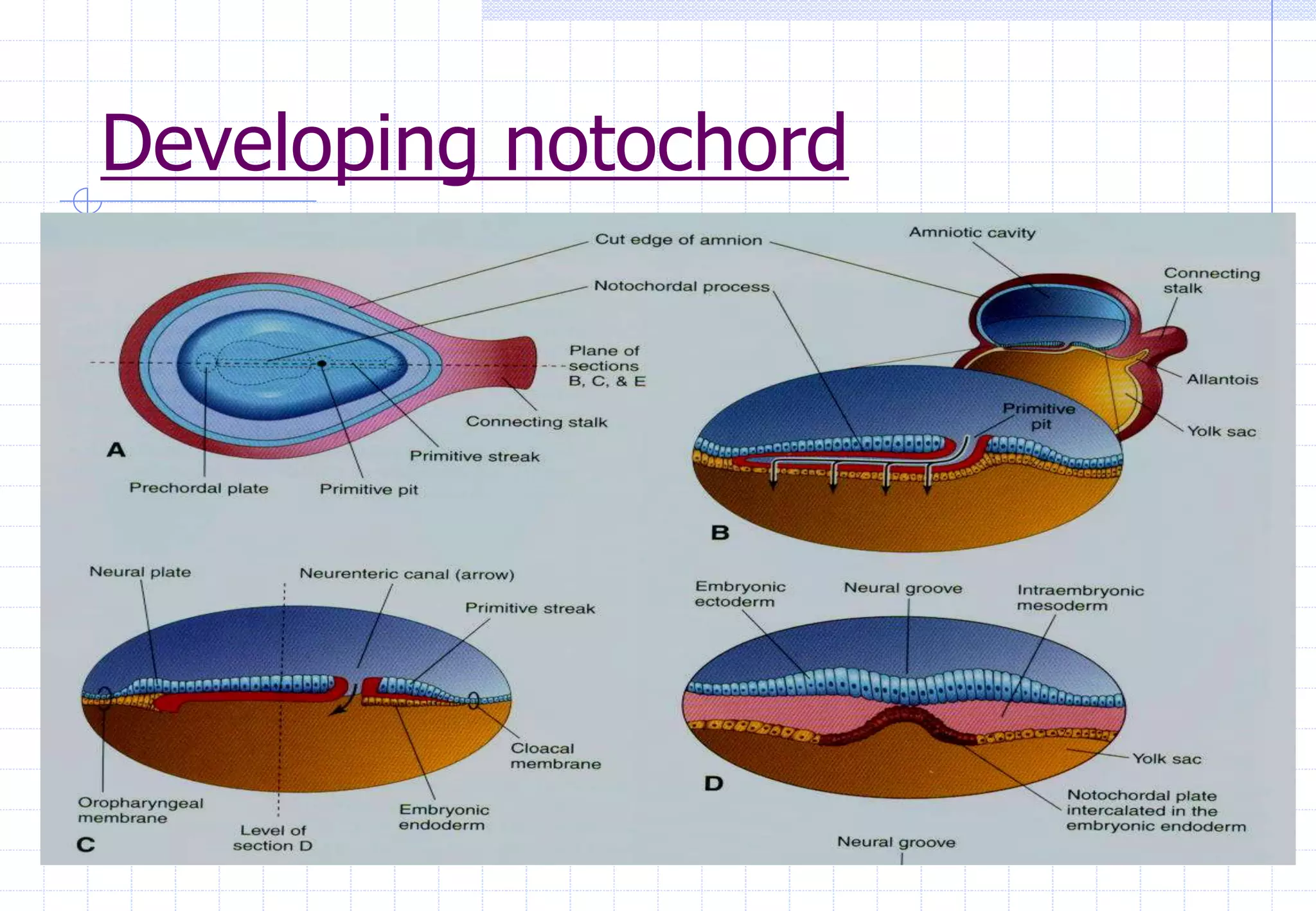 Developing notochord
 