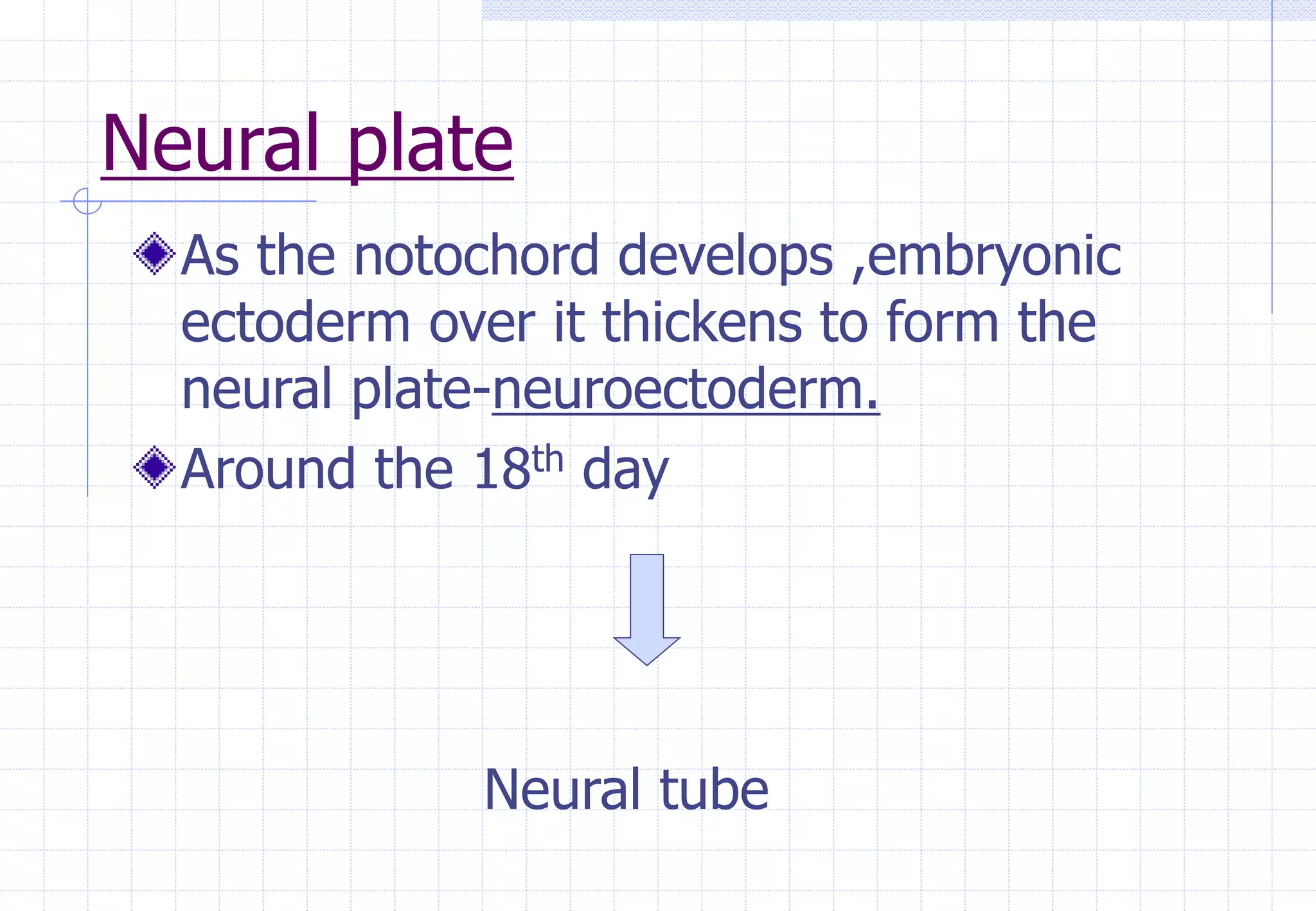 Neural plate
As the notochord develops ,embryonic
ectoderm over it thickens to form the
neural plate-neuroectoderm.
Around the 18th day
Neural tube
 