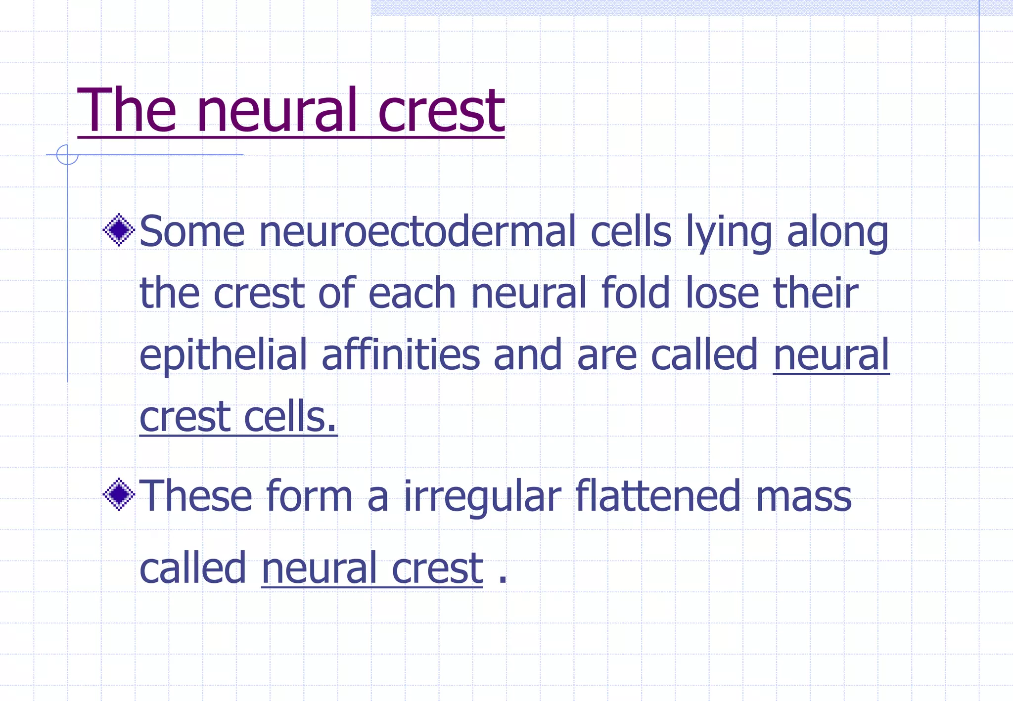 The neural crest
Some neuroectodermal cells lying along
the crest of each neural fold lose their
epithelial affinities and are called neural
crest cells.
These form a irregular flattened mass
called neural crest .
 