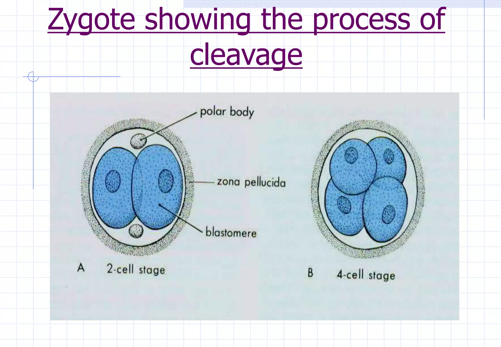 Zygote showing the process of
cleavage
 