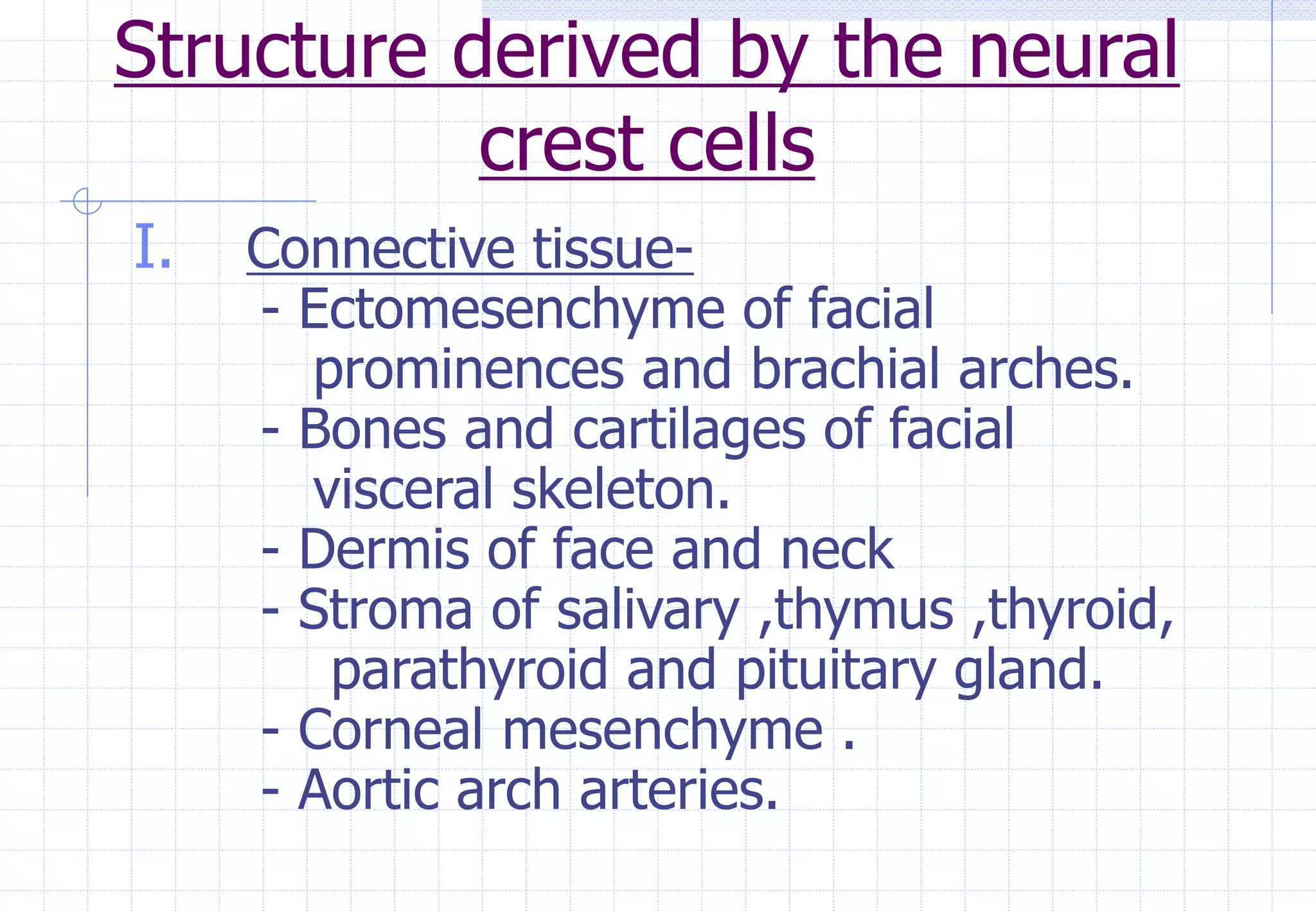 Structure derived by the neural
crest cells
I. Connective tissue-
- Ectomesenchyme of facial
prominences and brachial arches.
- Bones and cartilages of facial
visceral skeleton.
- Dermis of face and neck
- Stroma of salivary ,thymus ,thyroid,
parathyroid and pituitary gland.
- Corneal mesenchyme .
- Aortic arch arteries.
 
