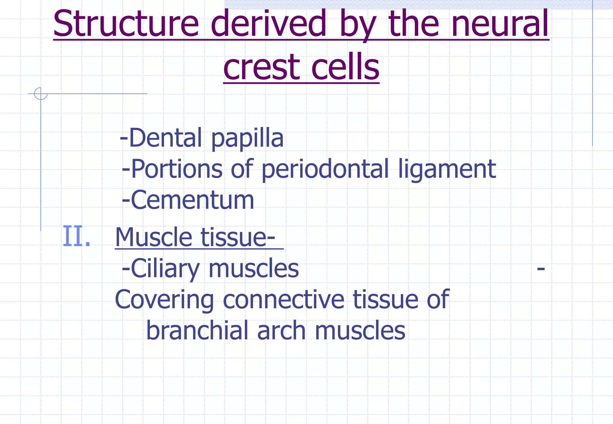 Structure derived by the neural
crest cells
-Dental papilla
-Portions of periodontal ligament
-Cementum
II. Muscle tissue-
-Ciliary muscles -
Covering connective tissue of
branchial arch muscles
 
