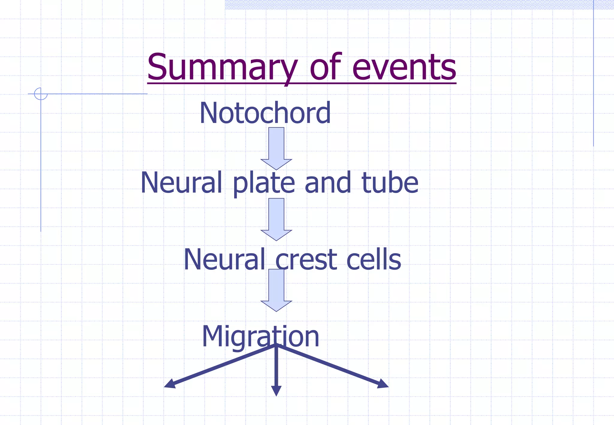 Summary of events
Notochord
Neural plate and tube
Neural crest cells
Migration
 