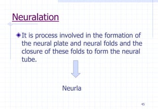 Neural Crest Cells - 1.ppt