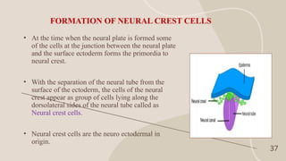 NEURAL CREST CELLS IN HEALTH AND DISEASE SEMINAR 1.pptx