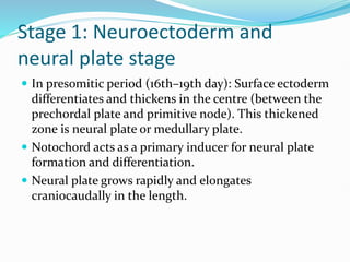 Stage 1: Neuroectoderm and
neural plate stage
 In presomitic period (16th–19th day): Surface ectoderm
differentiates and thickens in the centre (between the
prechordal plate and primitive node). This thickened
zone is neural plate or medullary plate.
 Notochord acts as a primary inducer for neural plate
formation and differentiation.
 Neural plate grows rapidly and elongates
craniocaudally in the length.
 