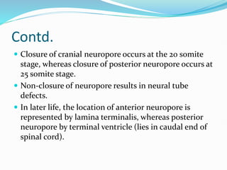 Contd.
 Closure of cranial neuropore occurs at the 20 somite
stage, whereas closure of posterior neuropore occurs at
25 somite stage.
 Non-closure of neuropore results in neural tube
defects.
 In later life, the location of anterior neuropore is
represented by lamina terminalis, whereas posterior
neuropore by terminal ventricle (lies in caudal end of
spinal cord).
 
