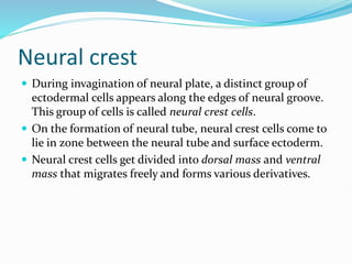 Neural crest
 During invagination of neural plate, a distinct group of
ectodermal cells appears along the edges of neural groove.
This group of cells is called neural crest cells.
 On the formation of neural tube, neural crest cells come to
lie in zone between the neural tube and surface ectoderm.
 Neural crest cells get divided into dorsal mass and ventral
mass that migrates freely and forms various derivatives.
 