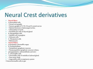 Neural Crest derivatives
 Dorsal Mass
 A.Neuroblast cells
 • Dorsal root ganglia
 • Sensory ganglia of V, VII, IX and X cranial nerves
 • Skeletal elements of pharyngeal arches
 • Odontoblast of teeth
 • Parafollicular cells of thyroid gland
 B. Spongioblast cells
 • Satellite cell in ganglion
 • Schwann cells
 C. Pluripotent cells
 • Melanocytes
 Ventral Mass
 A.Sympatho-chromaffin organ
 B. Sympathoblasts
 • Sympathetic ganglionic neurons
 • Parasympathetic ganglionic neurons (ciliary,
 pterygopalatine, submandibular and otic)
 C. Chromaffin cells
 • Chromaffin cells of medulla of adrenal gland
 • Para-aortic body
 • Argentaffin cells in respiratory system
• Enterochromaffin cells in gut
 