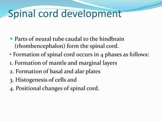 Spinal cord development
 Parts of neural tube caudal to the hindbrain
(rhombencephalon) form the spinal cord.
• Formation of spinal cord occurs in 4 phases as follows:
1. Formation of mantle and marginal layers
2. Formation of basal and alar plates
3. Histogenesis of cells and
4. Positional changes of spinal cord.
 