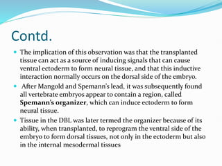 Contd.
 The implication of this observation was that the transplanted
tissue can act as a source of inducing signals that can cause
ventral ectoderm to form neural tissue, and that this inductive
interaction normally occurs on the dorsal side of the embryo.
 After Mangold and Spemann’s lead, it was subsequently found
all vertebrate embryos appear to contain a region, called
Spemann’s organizer, which can induce ectoderm to form
neural tissue.
 Tissue in the DBL was later termed the organizer because of its
ability, when transplanted, to reprogram the ventral side of the
embryo to form dorsal tissues, not only in the ectoderm but also
in the internal mesodermal tissues
 
