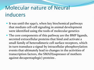 Molecular nature of Neural
inducers
 It was until the 1990’s, when key biochemical pathways
that mediate cell-cell signaling in animal development
were identified using the tools of molecular genetics
 The core components of this pathway are the BMP ligands,
secreted extracellular proteins that bind and activate a
small family of heterodimeric cell surface receptors, which
in turn transduce a signal by intracellular phosphorylation
events that ultimately lead to changes in the activities of
transcription factors, the SMAD(supressor of mothers
against decapentaplegic) proteins .
 