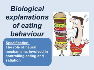 Biological
explanations
  of eating
 behaviour
Specification:
The role of neural
mechanisms involved in
controlling eating and
satiation
 