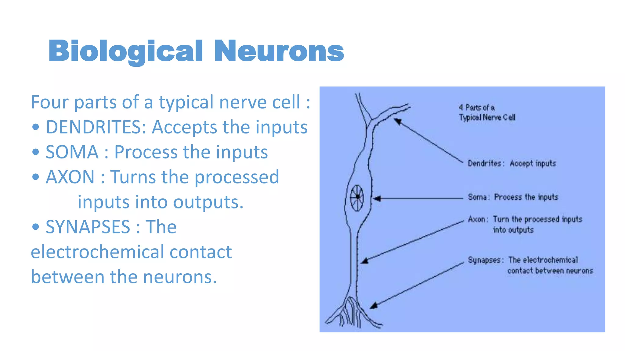 Biological Neurons
Four parts of a typical nerve cell :
• DENDRITES: Accepts the inputs
• SOMA : Process the inputs
• AXON : Turns the processed
inputs into outputs.
• SYNAPSES : The
electrochemical contact
between the neurons.
 