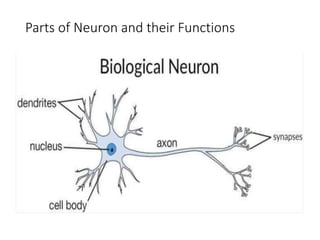 Parts of Neuron and their Functions
 