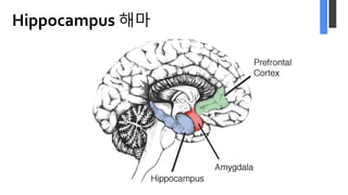Hippocampus 해마
 