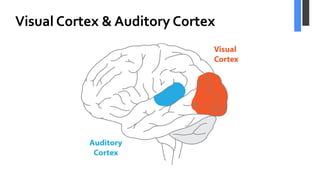 Visual Cortex & Auditory Cortex
 