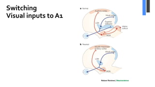 Switching
Visual inputs to A1
 