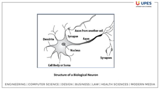 Structure of a Biological Neuron
 