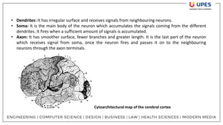 Cytoarchitectural map of the cerebral cortex
• Dendrites: It has irregular surface and receives signals from neighbouring neurons.
• Soma: It is the main body of the neuron which accumulates the signals coming from the different
dendrites. It fires when a sufficient amount of signals is accumulated.
• Axon: It has smoother surface, fewer branches and greater length. It is the last part of the neuron
which receives signal from soma, once the neuron fires and passes it on to the neighbouring
neurons through the axon terminals.
 