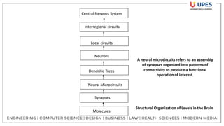Central Nervous System
Interregional circuits
Local circuits
Neurons
Dendritic Trees
Neural Microcircuits
Synapses
Molecules
Structural Organization of Levels in the Brain
A neural microcircuits refers to an assembly
of synapses organized into patterns of
connectivity to produce a functional
operation of interest.
 