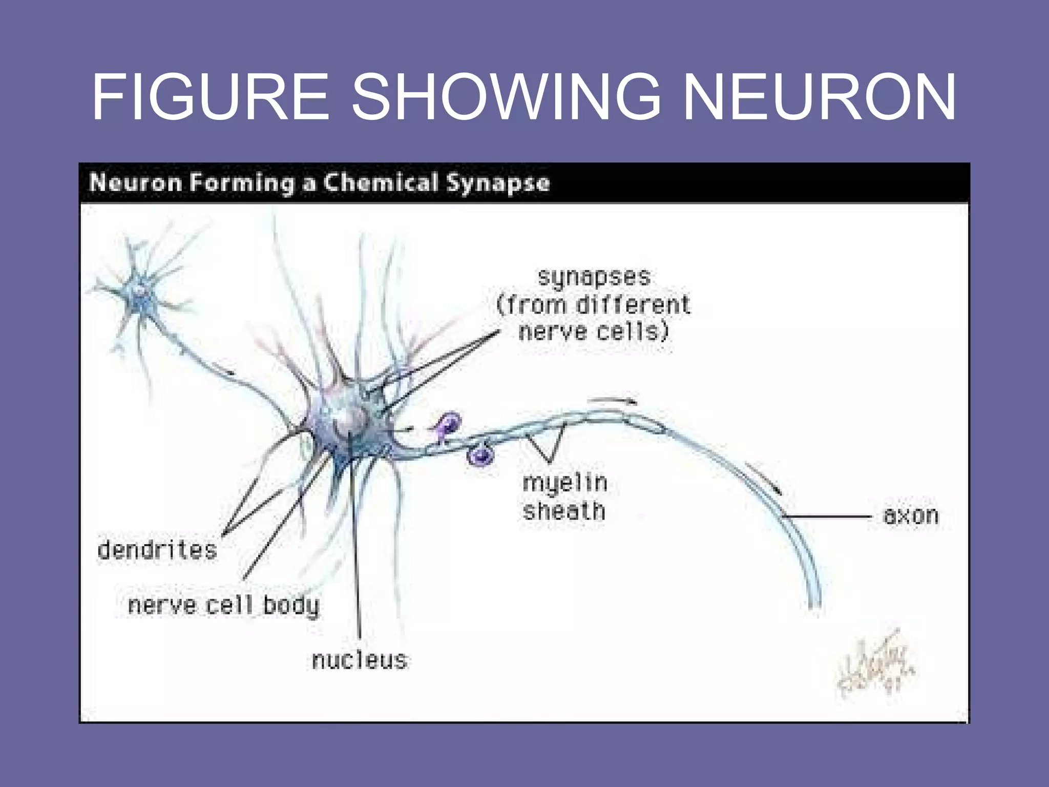 FIGURE SHOWING NEURON 